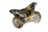 Permian Reptile Caudal Vertebra Fossil - Oklahoma #164829-1